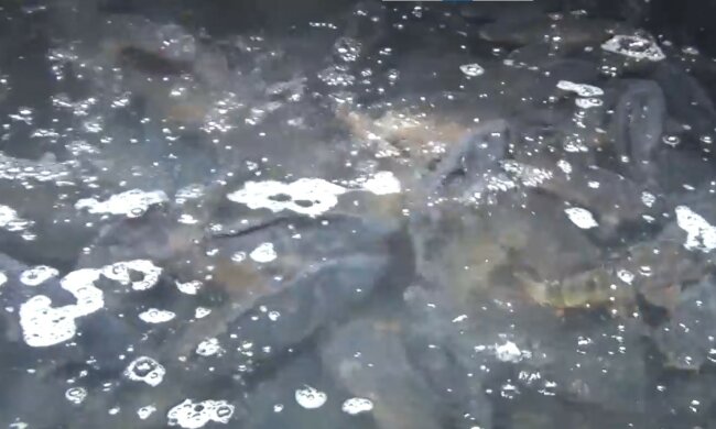 karp, screen Youtube @sqrt9