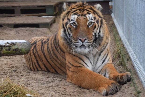 До зоопарку в Познані привезли ще тварини з України, які потребували прихистку