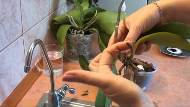 reanimację orchidei, screen Google