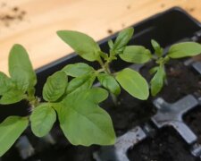 Pikowanie pomidorów/YouTube @infouprawa