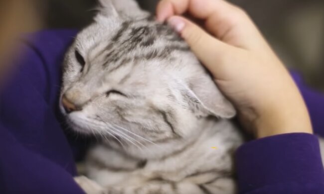 Twój kot śpi na tobie? Powody, dla których to robi może być dla wielu zaskoczeniem