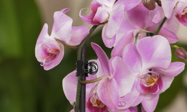 storczyki, screen Youtube @ogrodnacodzien