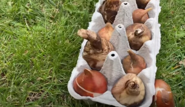 Cebulki tulipanów w wytłaczankach po jajkach/YouTube @Mamy ogród