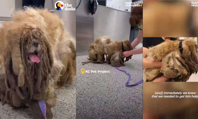 pies, screen Facebook @The Dodo