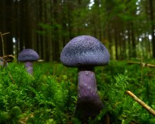 grzyby @pexels