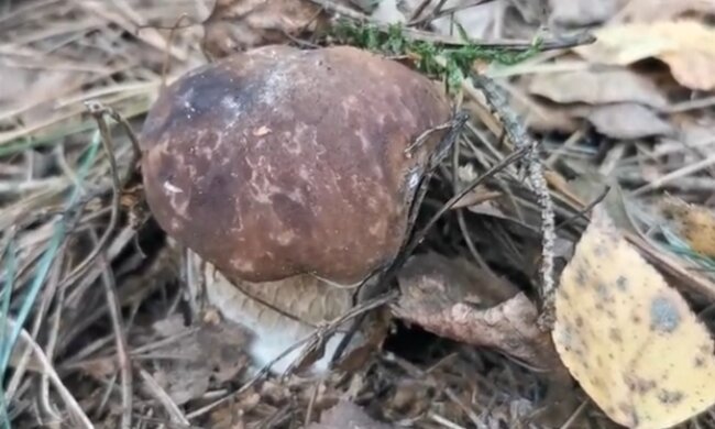 Grzybobranie. Źródło: Youtube