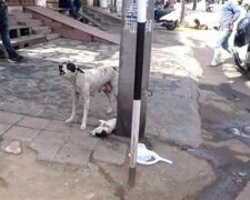 Bezpański pies, screen Google
