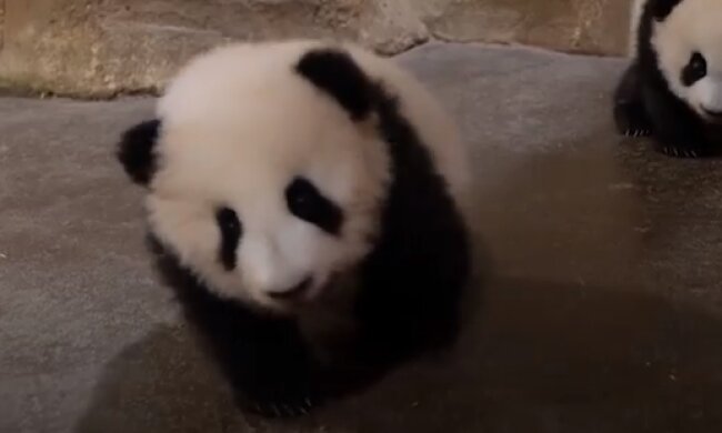 Niegrzeczna panda próbowała uciec z zoo. Wdrapała się na ogrodzenie. Jest zdjęcie