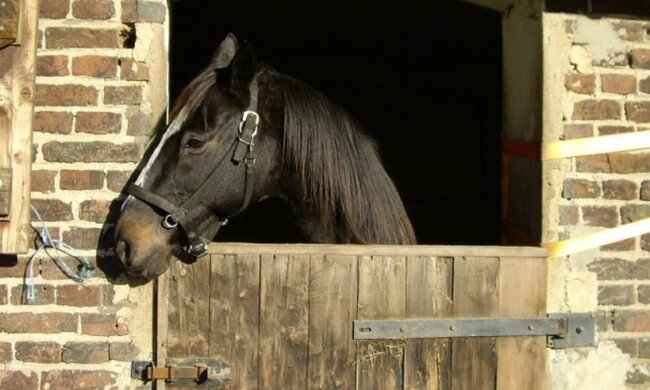 Horror zwierząt w Janowie Podlaskim!/screen Pixabay