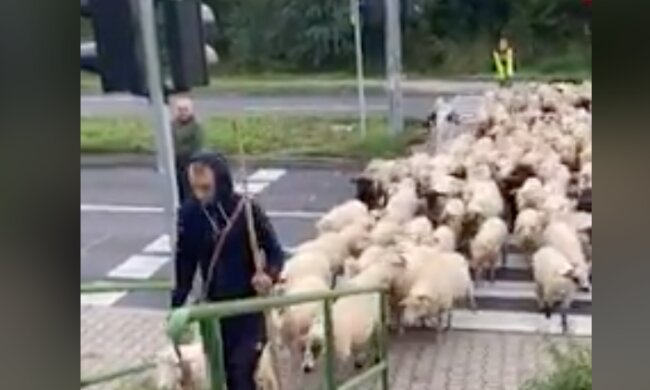 Stado owiec przechodzi po pasach. Film robi furorę w sieci 