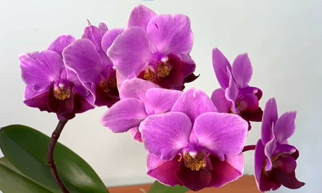 screen Youtube @georgii goriaczewskij