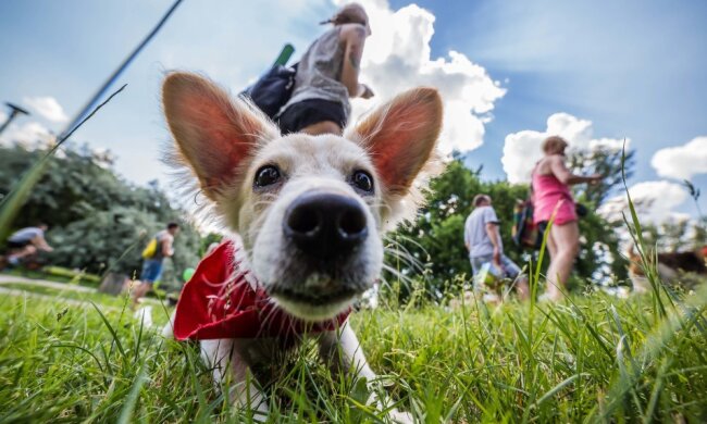 Do kina z czworonogiem? Wiemy, gdzie w Polsce na seans można zabrać psa!
