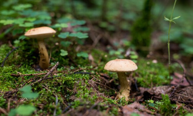 Ledwo mieściły się w dłoniach. Grzybiarz pokazał dwa leśne giganty