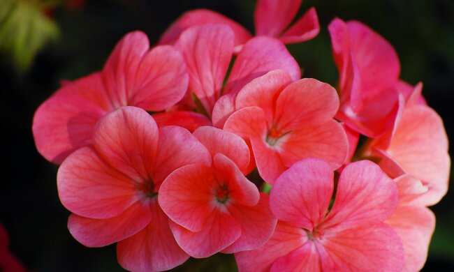 Podlewaj pelargonie tym domowym nawozem. Kwiaty będą gęste, bujne i pełne koloru przez całe lato