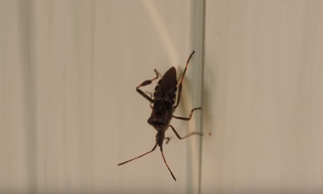 Mieszkańcy wielu polskich miast zaniepokojeni pojawieniem się w ich mieszkaniach tajemniczych owadów. Czy jest się czego obawiać