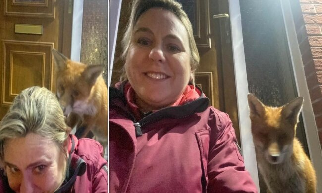 Kobieta i lis/Youtube @Daily Mail