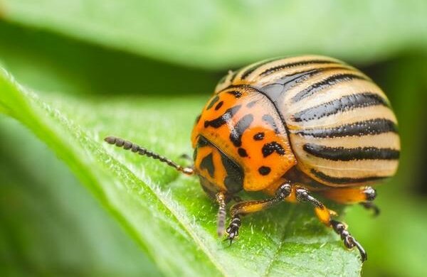 Wcześniej stonka ziemniaczana zbierana była nieprawidłowo. Agronom zasugerował, jak zrobić to dobrze