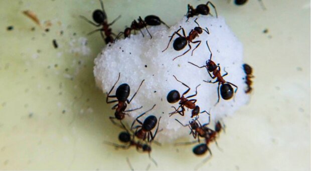 Mrówki opanowały Twoją przestrzeń? Ten łatwy sposób pomoże pozbyć się ich na zawsze