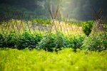 Rolniczka pokazała, co stało się na jej polu. Internauci są oburzeni