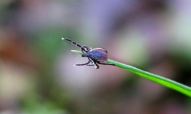 Jeśli zwierzęta uwielbiają spać w naszym łóżku, pamiętamy, aby uważać