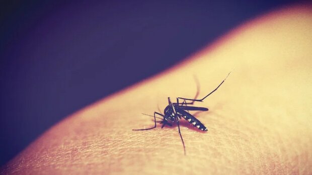 W jednym z miast atakują niebezpieczne komary. Władze biją na alarm