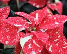 Gwiazda Betlejemska/Pixabay