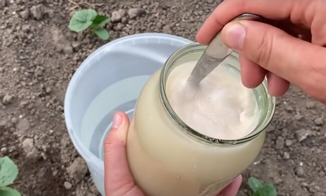 Nawóz drożdżowy, źródło: YouTube/Amazing garden