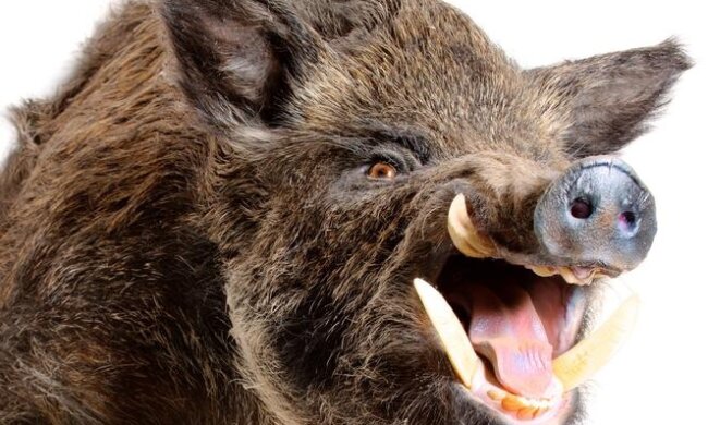 Zorganizowano policyjną obławę na dzika. Zwierzę poturbowało kilka osób na ulicy