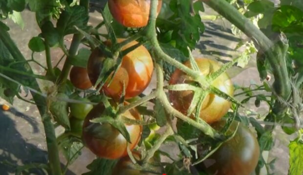 Pomidory/YouTube @DZIAŁKOWIEC TV