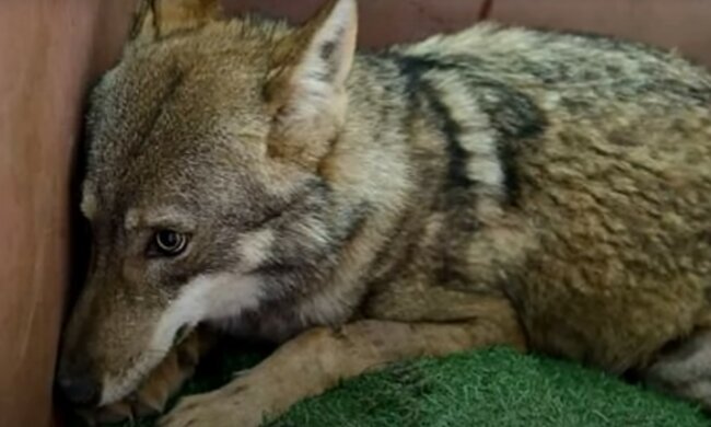 źródło: YouTube/ANIMAL TIME