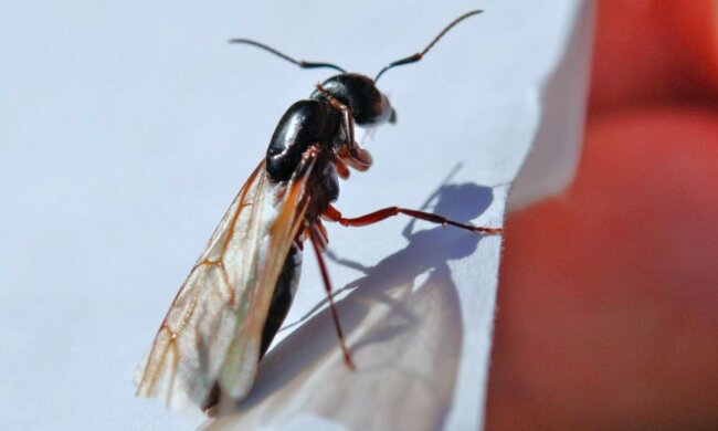 Jak uporać się z latającymi mrówkami? / thespruce.com