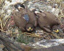 Orzeł stepowy wysyła SMS-y z Iranu! Ptak rujnuje budżet rosyjskich ornitologów