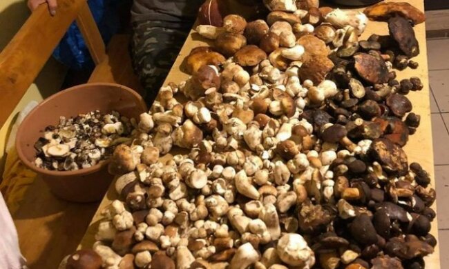 Miłośnicy grzybobrania są w siódmym niebie. Mężczyzna chwali się na mediach społecznościowych imponującymi zbiorami