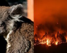 Jak ludzie ratują zwierzęta związane z pożarem w Australii