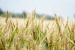 Polscy rolnicy w bardzo trudnej sytuacji. Alarmują o kryzysie
