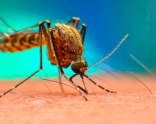 Czy komary zarażają koronawirusem? / ktla.com