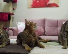 Trzy niewidome kotki/screen Facebook @Three Blind Cats