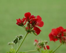 Pelargonia/Pixabay