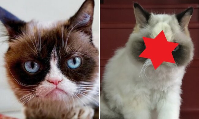 Oto godny następca Grumpy Cat, Meow Meow. To nowy najbardziej zdenerwowany kot w internecie