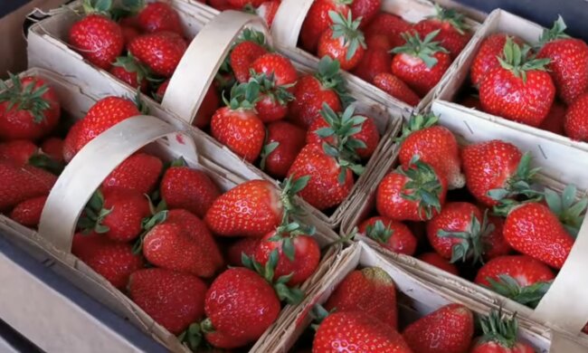 Truskawki/YT @Sadownictwo - Sad24