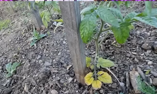 Żółte liście u pomidorów, screen Youtube @Dzienzzyciaogrodnikaamatora
