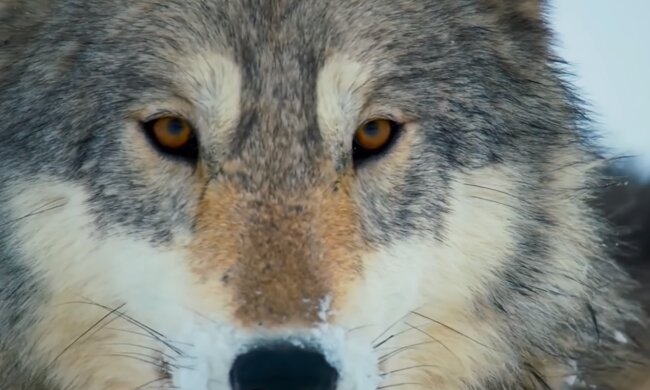 Wilk. Źródło: Youtube Ciekawostki ze świata