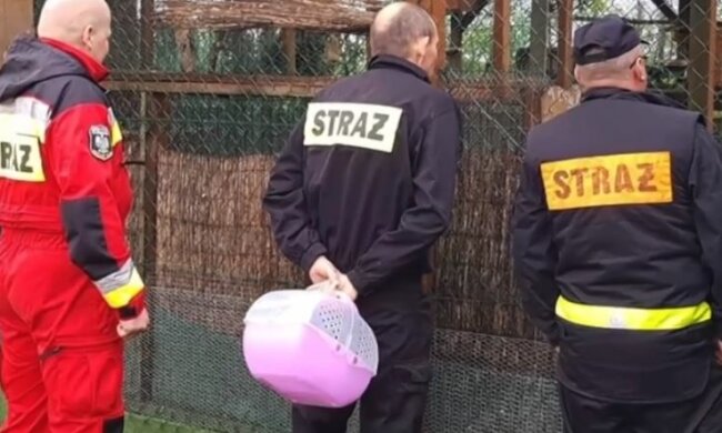 Strażacy pomogli małej sowie. Źródło: tvn24.pl