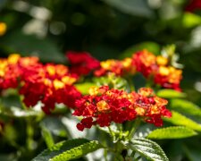 Balkon pełen kwiatów aż do jesieni. Ta roślina zachwyca bez większego wysiłku