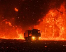 Australia w ogniu. Skutki pożarów są nieodwracalne