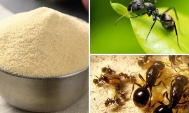 zapomnij o mrówkach na swojej działce, screen Google