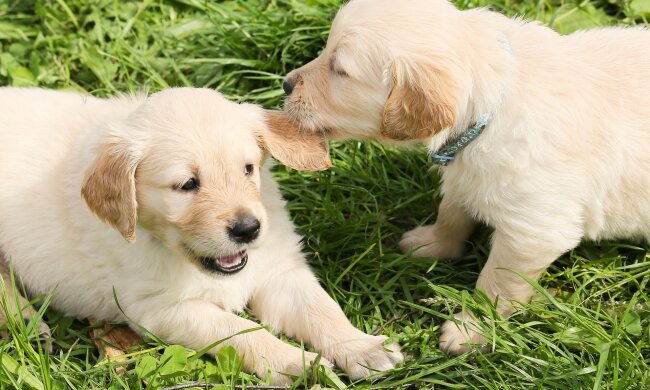 Tym zagubionym szczeniakiem zajęły się dwa golden retrievery. Efekty wychowania są zaskakujące