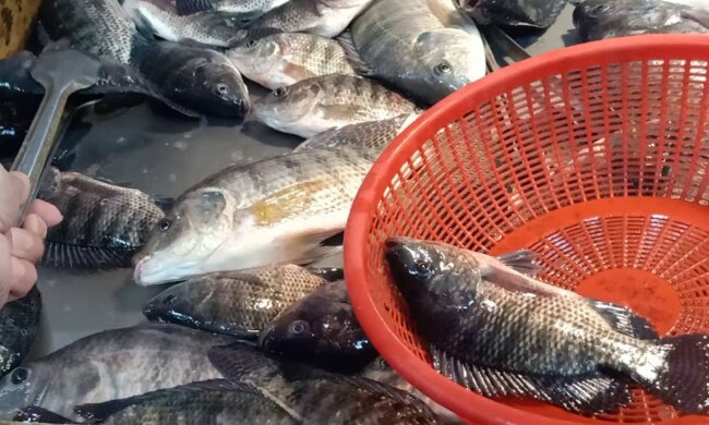 Tilapia/YT @Vauter vlogz