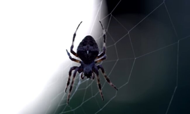 Pająk. Źródło: Youtube