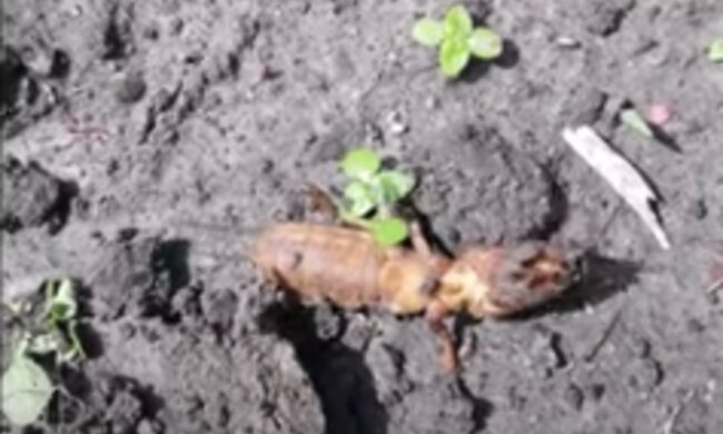 Popularne szkodniki atakują rośliny. Aby się ich pozbyć należy znać te sposoby